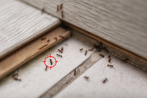 Best Local Pest Control Services  in Evergreen, MT
