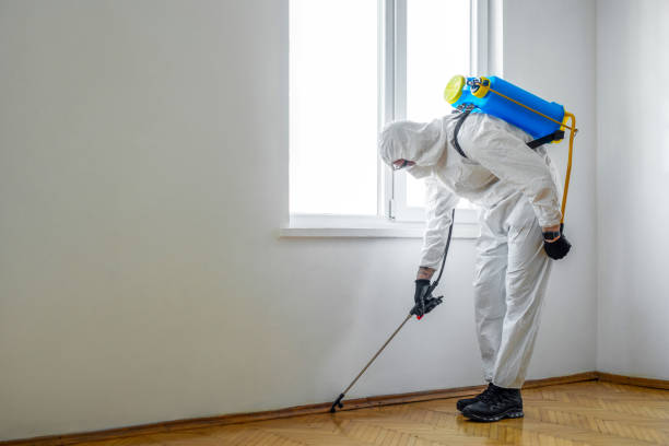 Best Flea Control Services  in Evergreen, MT