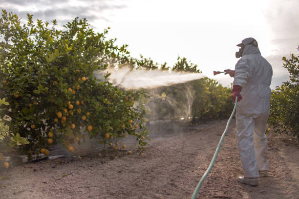 Best Affordable Pest Control Services  in Evergreen, MT