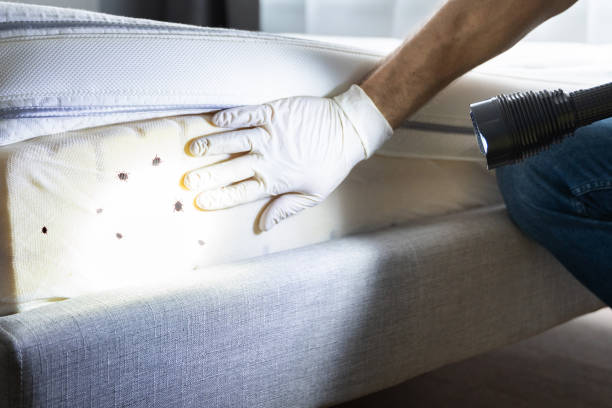Best Residential Pest Control  in Evergreen, MT
