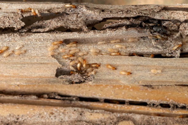 Best Pest Prevention Services  in Evergreen, MT