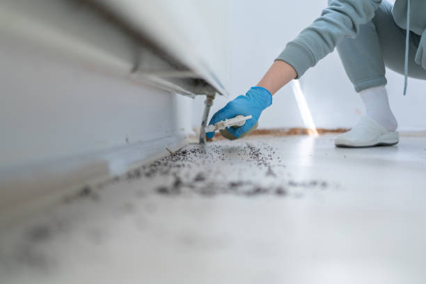 Best Flea Control Services  in Evergreen, MT